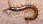 Centipede