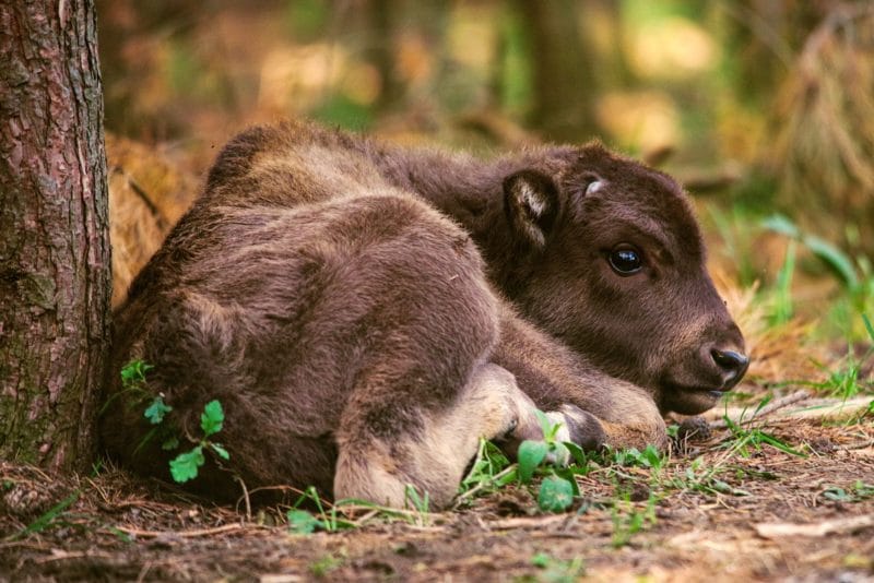 Wisent calf