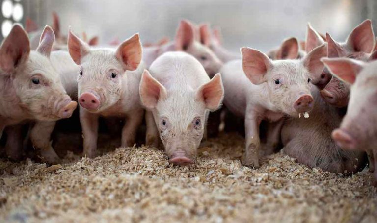 Agro firm partners pig farmers on energy generation from waste