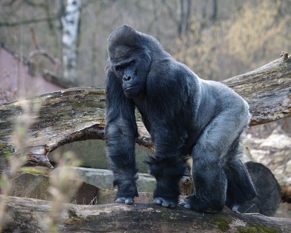 Fritz the gorilla