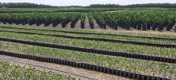 Golden Agri-Resources