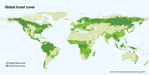 Global tree cover increasing, study finds - EnviroNews Nigeria