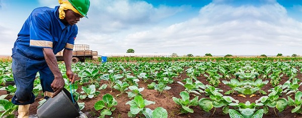 Horticulture Kenya