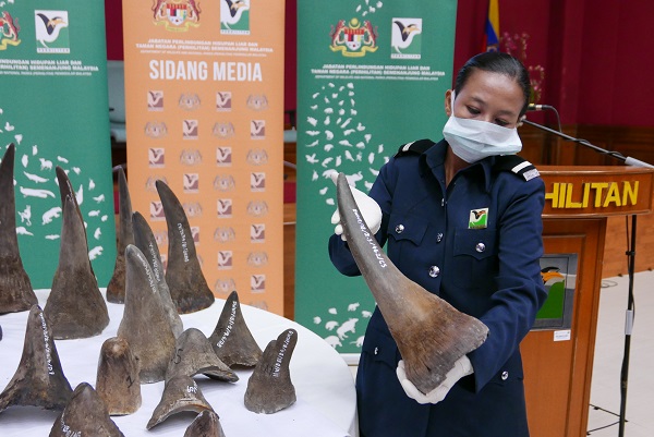rhino horn seizure