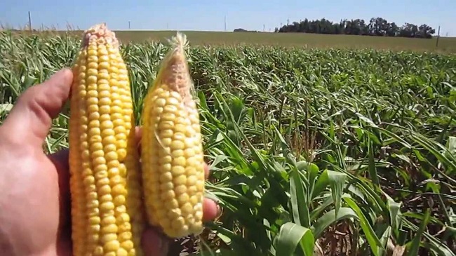 crop yield