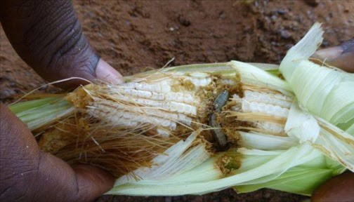 Armyworm