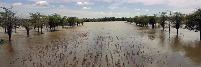 Flooded farmland