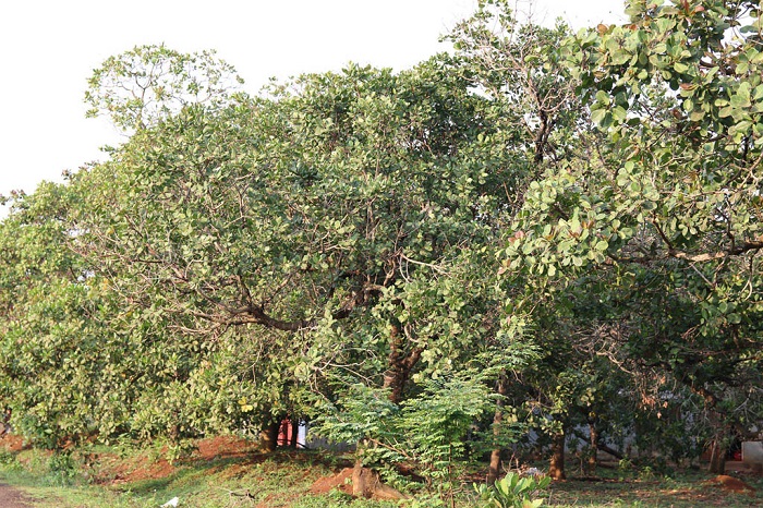 Cashew trees