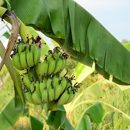 Banana tree