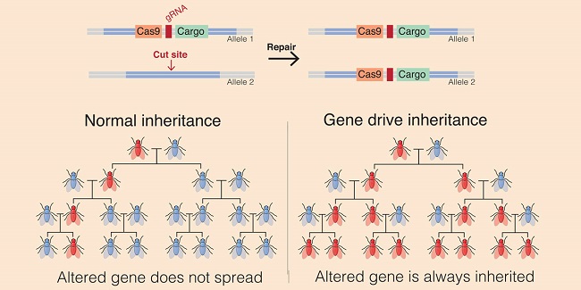 Gene drives