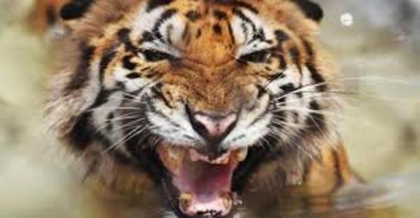 Tigress