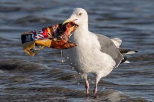 Birds - Plastic pollution