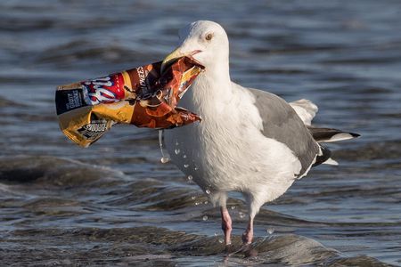 Birds - Plastic pollution