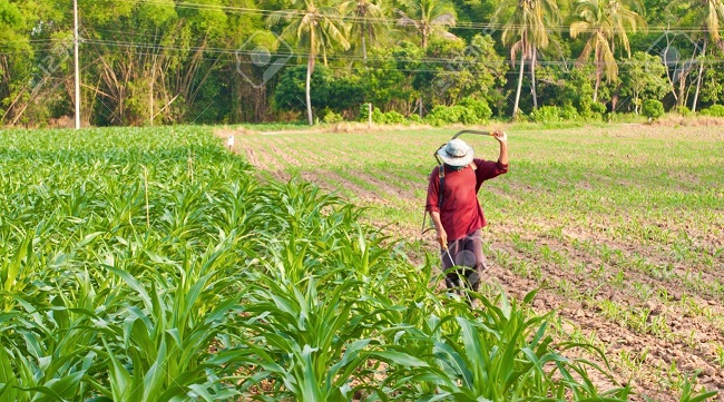 Farmland in Thailand Southeast Asia