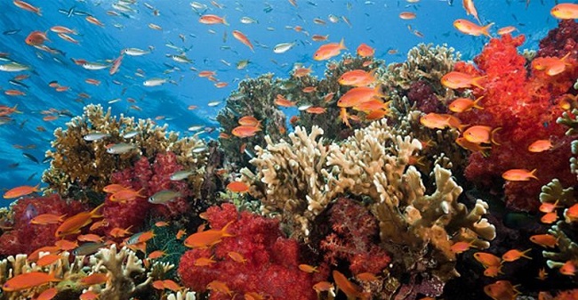 Coral reef