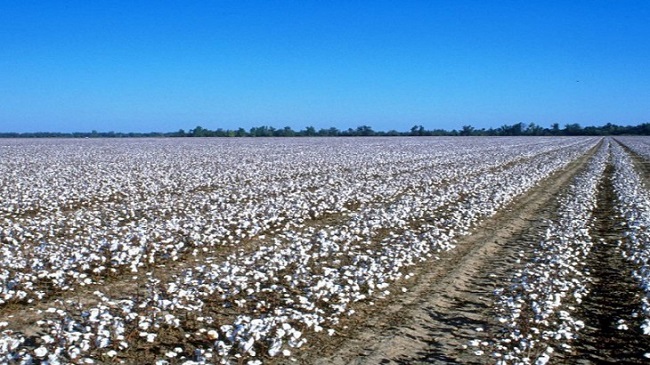 Cotton farm