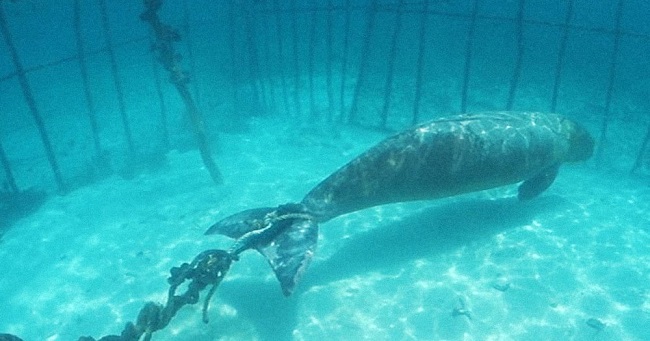 Russian whale jail