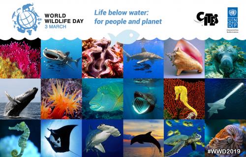 World Wildlife Day 2019