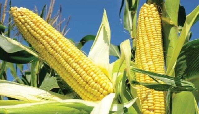 Maize plant