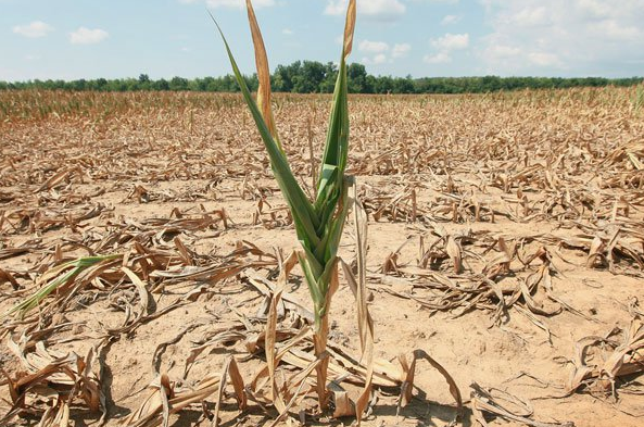 Drought in Kenya