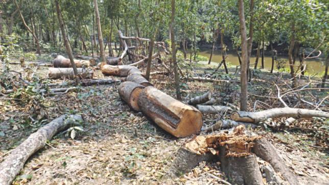 Tree felling