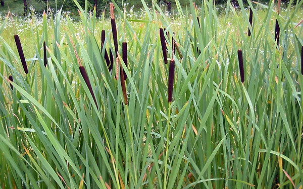 Typha grass