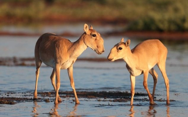 Saiga Antelope