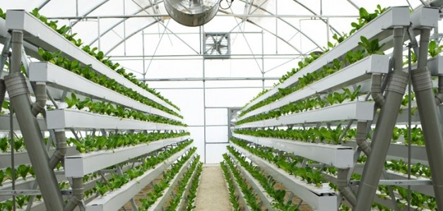 Hydroponic farming