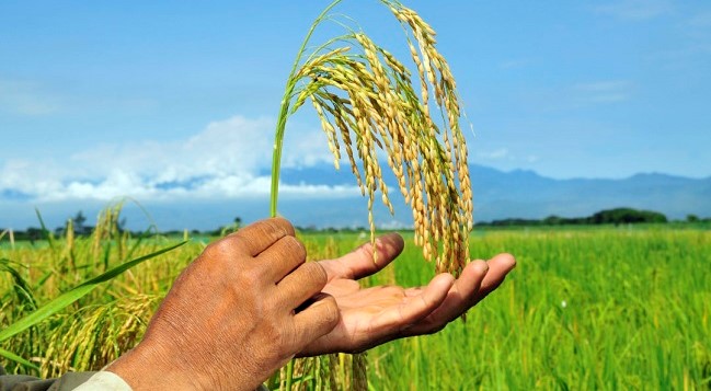 Rice farming