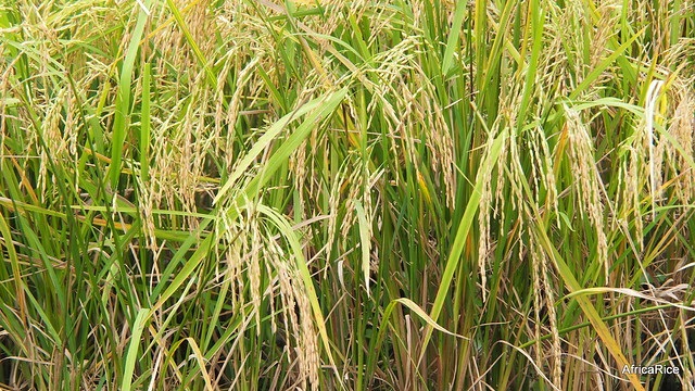 Rice varieties