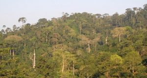 Atewa Range Forest Reserve