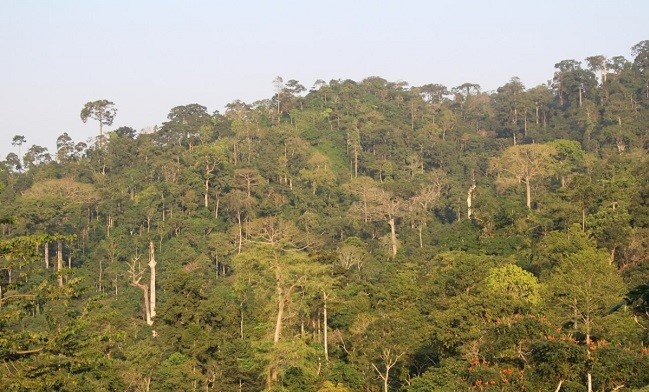 Atewa Range Forest Reserve