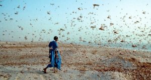Desert locust swarm