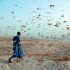 Desert locust swarm
