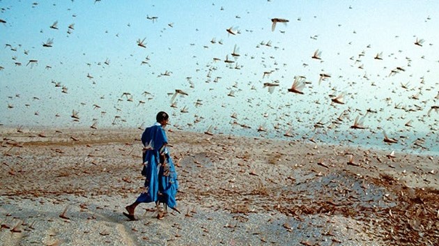 Desert locust swarm