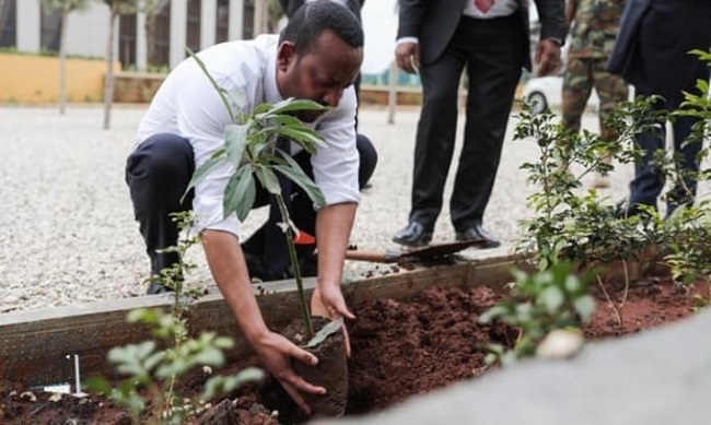 Ethiopia tree planting