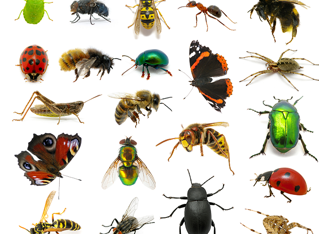 Insects