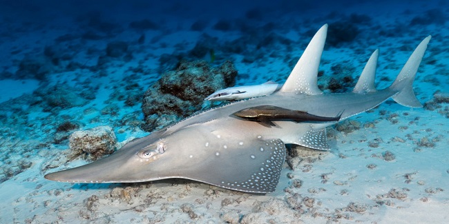 Rhino Rays