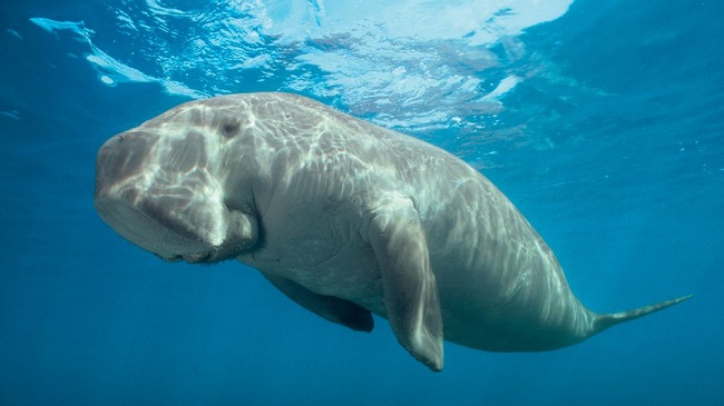 Dugong