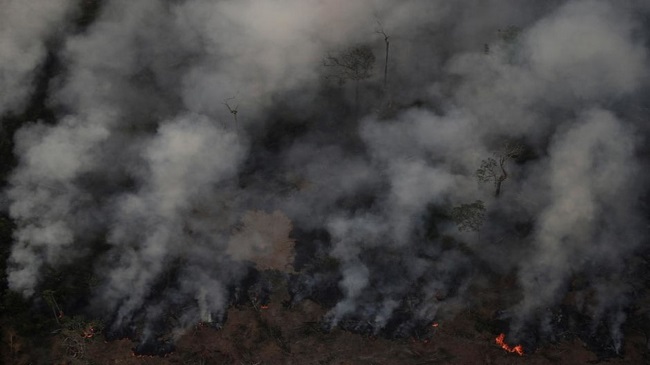 Amazon forest fires