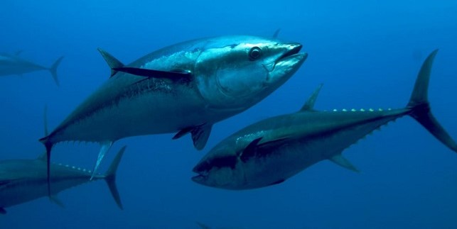 Bluefin Tuna