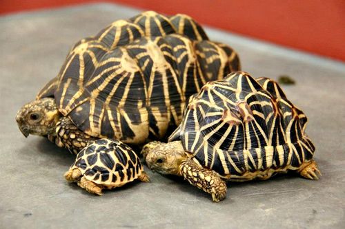 Indian star tortoise