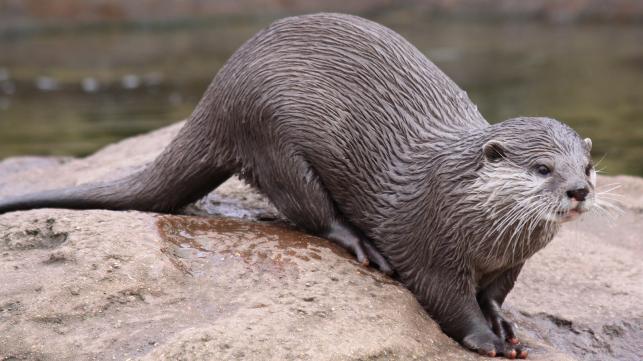 Smooth-coated Otter 