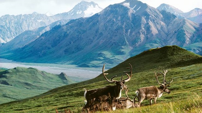 Arctic National Wildlife Refuge