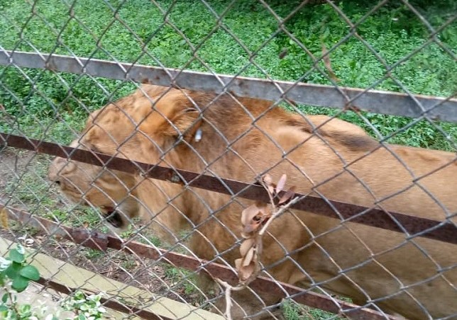 Recaptured lion