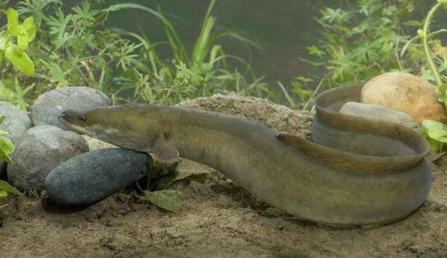 European Eel