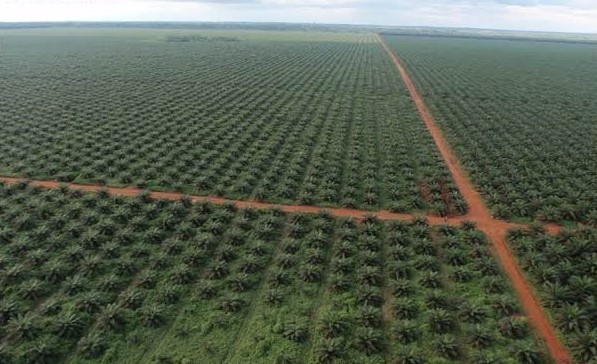 Okomu Oil Palm