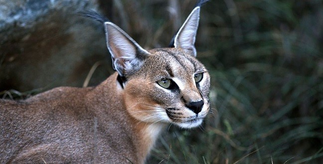 Caracal