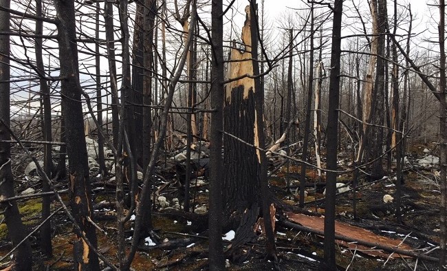 Fire-damaged trees