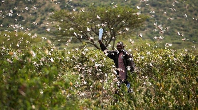 Locusts invasion